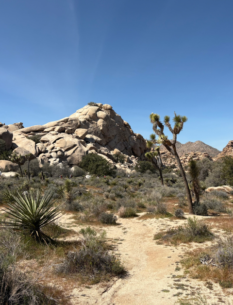 desert